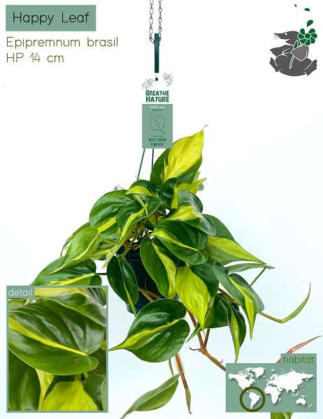 Picture of EPIPREMNUM BRASIL HANGING BASKET