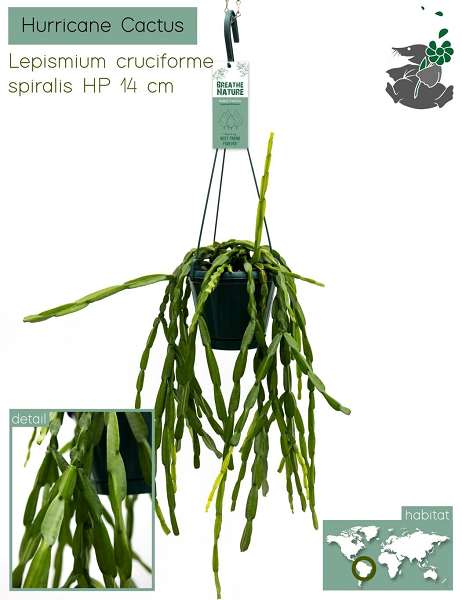 Picture of LEPISMIUM CRUCIFORME HANGING BASKET