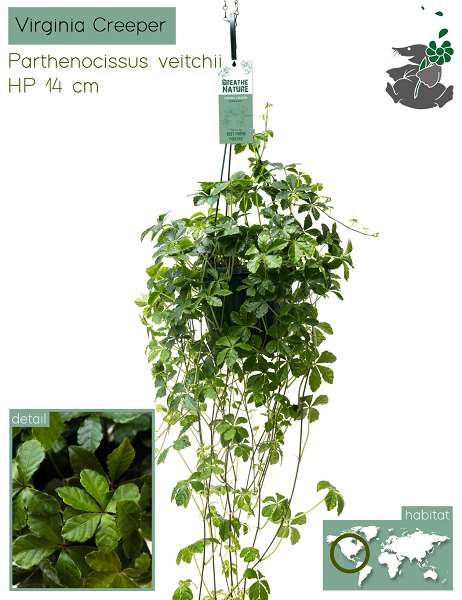 Picture of PARTHENOCISSUS VEITCHII HANGING BASKET