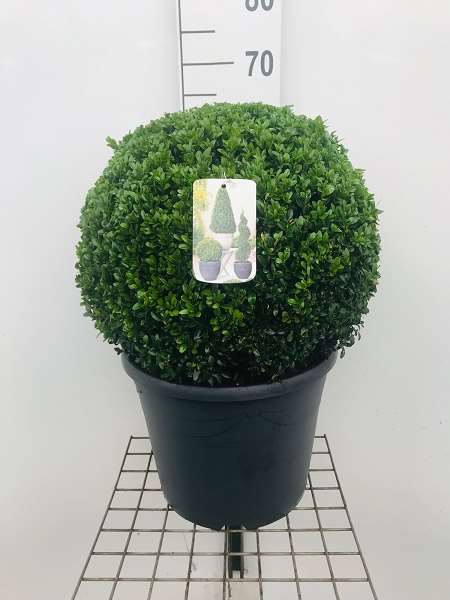 Picture of BUXUS SEMPERVIRENS BALL 045CM