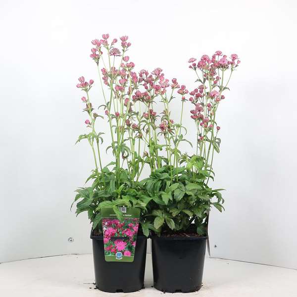 Picture of ASTRANTIA MAJOR CERISE BUTTON