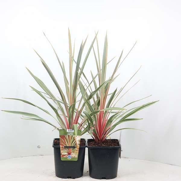Picture of CORDYLINE AUSTRALIS MAGIC STAR