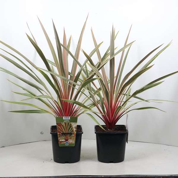 Picture of Cordyline australis magic star