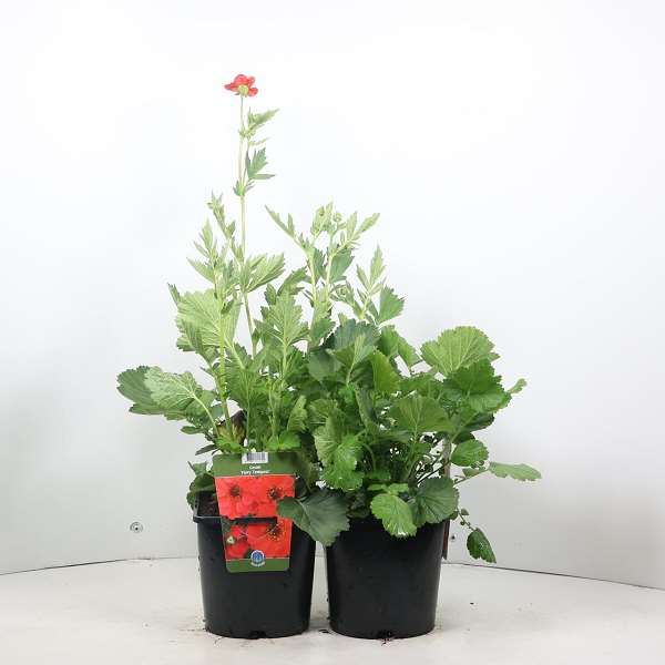 Picture of GEUM FIERY TEMPEST