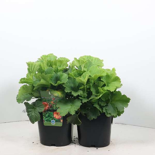 Picture of GEUM MAI TAI