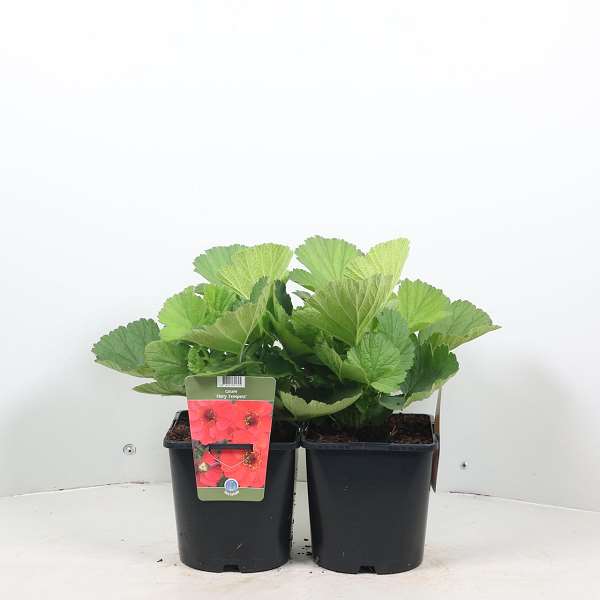 Picture of GEUM MAI TAI