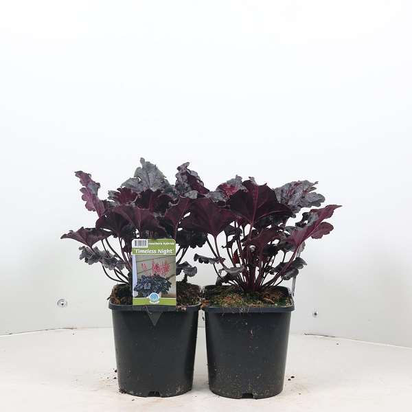 Picture of HEUCHERA TIMELESS NIGHT