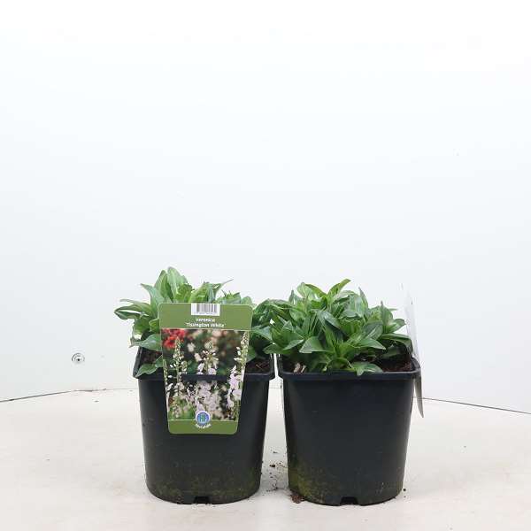 Picture of Veronica tissington white