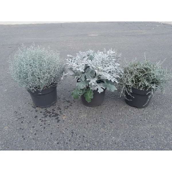 Picture of AUTUMN SILVER MIX