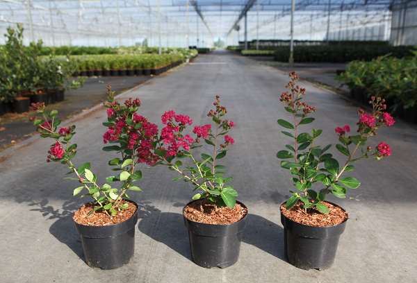 Picture of LAGERSTROEMIA INDICA BRAISE D'ÉTÉ 