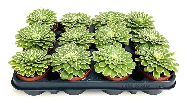 Picture of AEONIUM WHEELS OF VARIATION