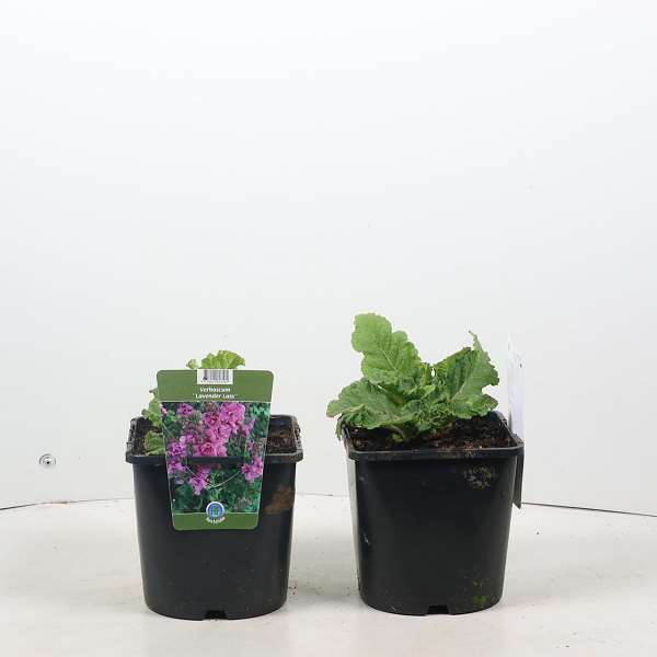 Picture of Verbascum lavender lass