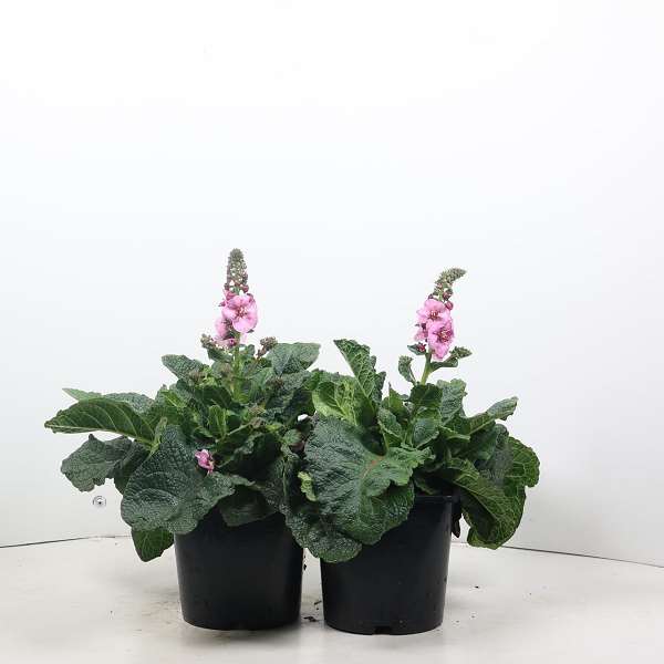 Picture of VERBASCUM LAVENDER LASS