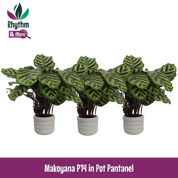 Picture of CALATHEA MAKOYANA IN CERAMIC