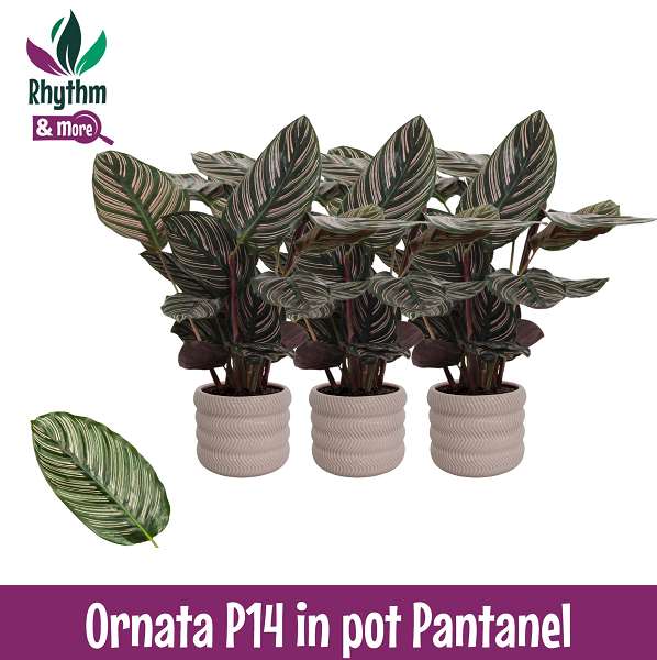 Picture of CALATHEA ORNATA IN CERAMIC