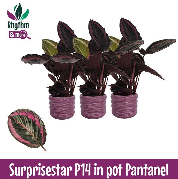 Picture of CALATHEA SURPRISESTAR IN CERAMIC