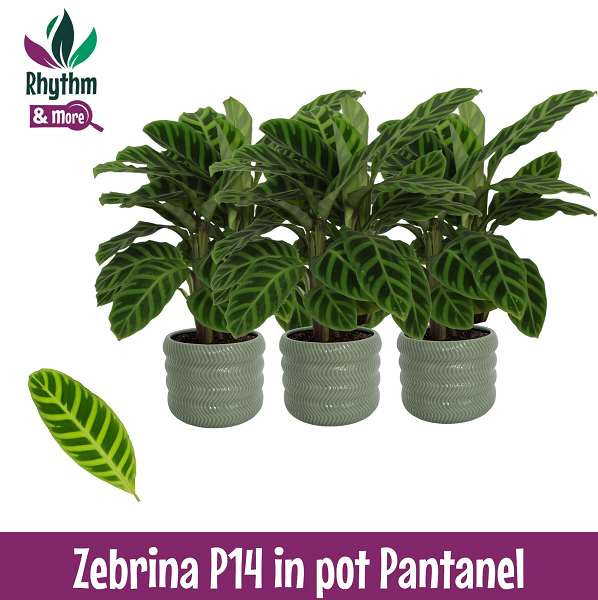 Picture of CALATHEA ZEBRINA IN CERAMIC