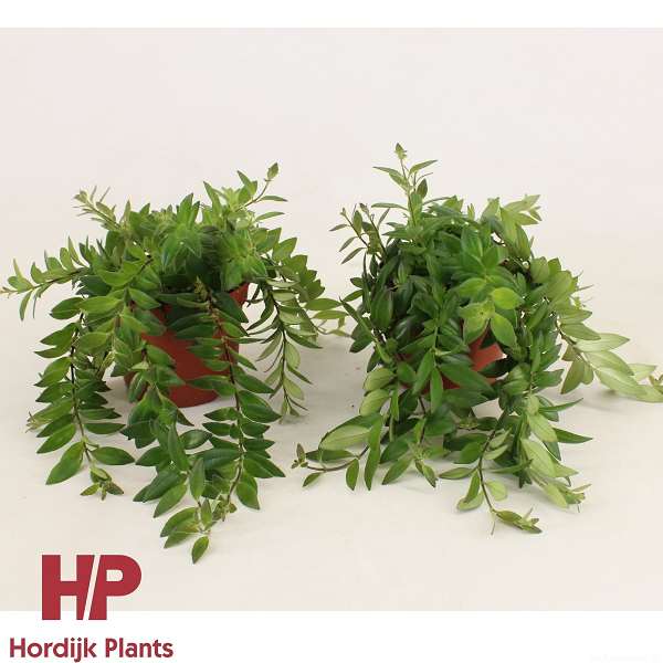 Picture of AESCHYNANTHUS CARO IMP
