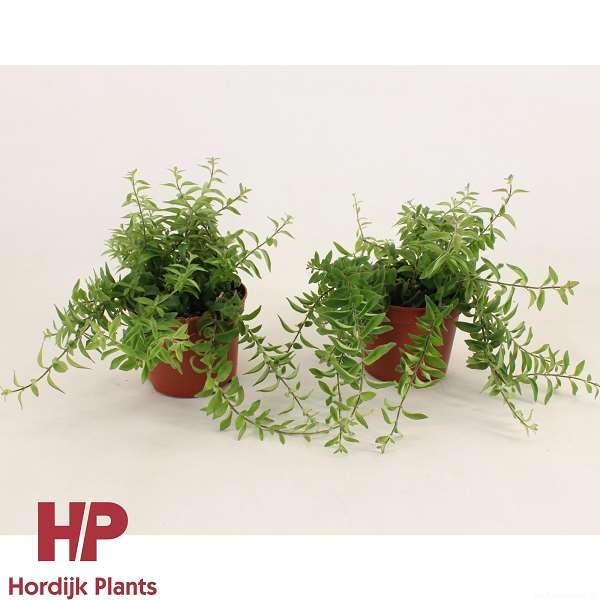 Picture of AESCHYNANTHUS TWISTER