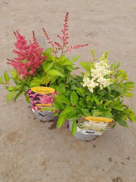 Picture of Astilbe arendsii astary rose