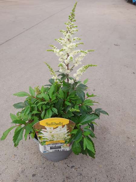 Picture of ASTILBE ARENDSII ASTARY WHITE