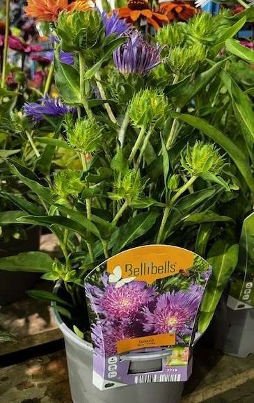 Picture of STOKESIA BLUE FRILLS 