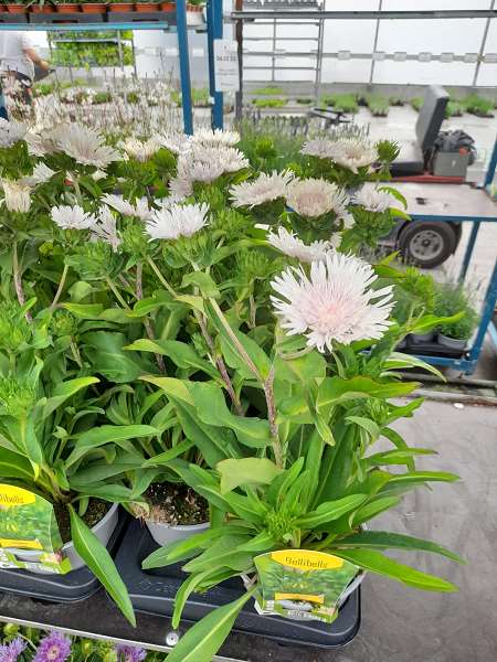Picture of STOKESIA WHITE 
