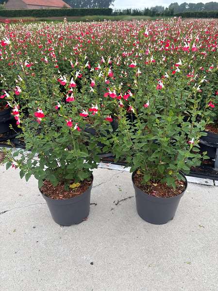Picture of SALVIA MICROPHYLLA HOT LIPS
