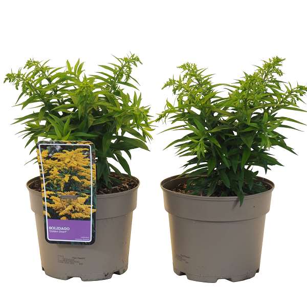 Picture of SOLIDAGO X HYBRIDA GOLDEN DWARF