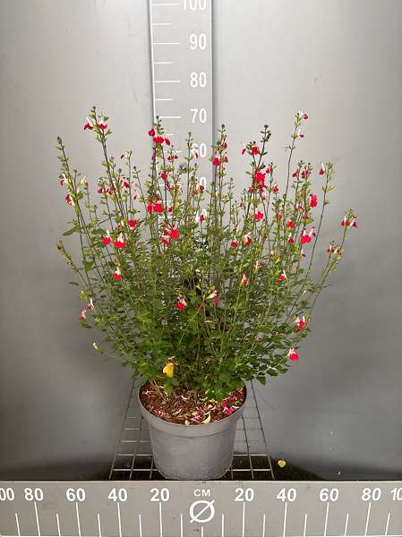 Picture of SALVIA MICROPHYLLA HOT LIPS