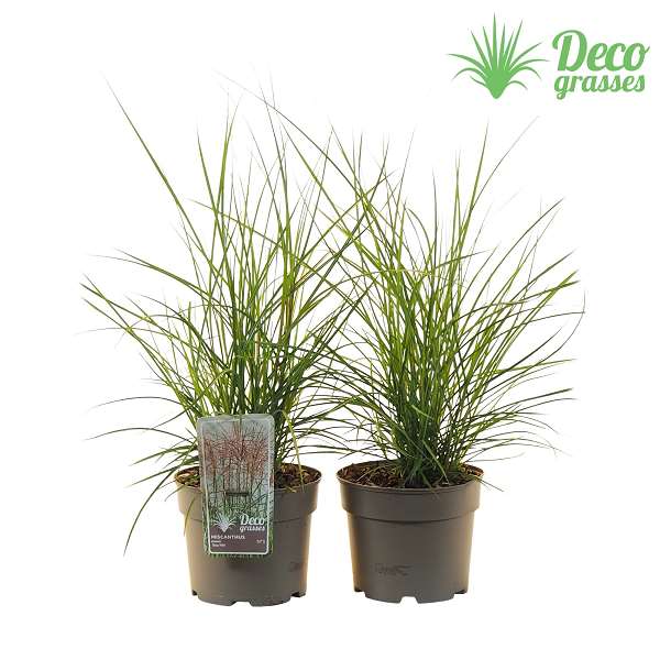 Picture of MISCANTHUS SINENSIS IBIZA