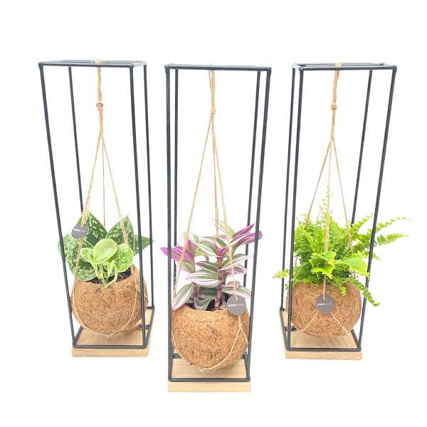 Picture of KOKODAMA FOLIAGE ON FRAME