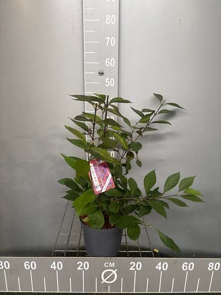 Picture of CALLICARPA BODINIERI PROFUSION