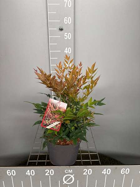 Picture of Nandina dom  gulf stream