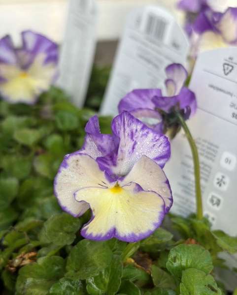 Picture of Viola pubescens rebecca cawthorne