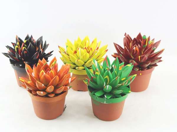 Picture of ECHEVERIA MIRANDA DIYED AUTUMN MIX