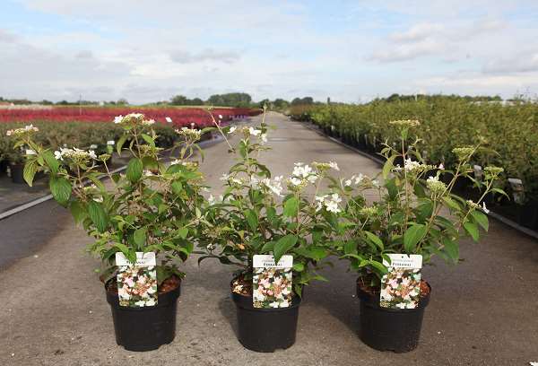 Picture of VIBURNUM PLICATUM PINKAWAI