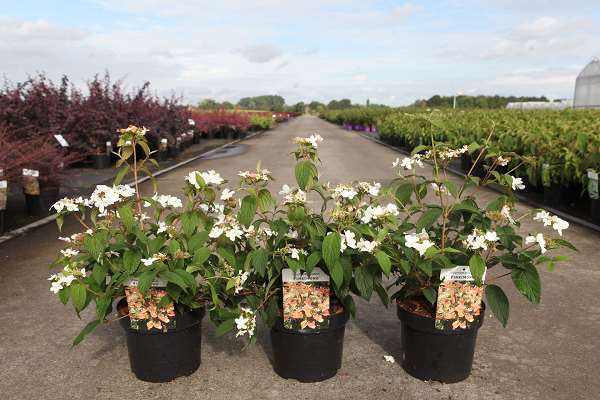 Picture of VIBURNUM PLICATUM PINKIMONO