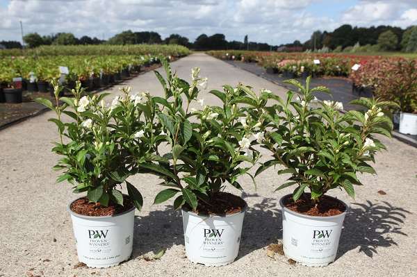 Picture of WEIGELA COLOURTWIST® SUNNY SIDE UP