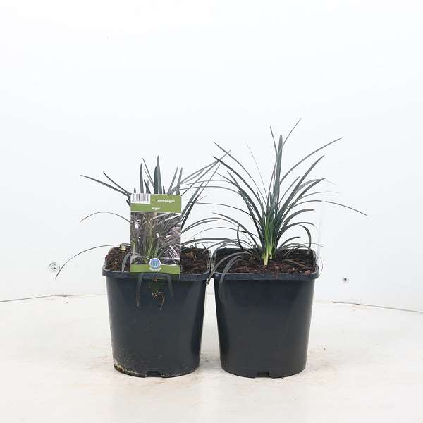 Picture of OPHIOPOGON PLANISCAPUS NIGRESCENS