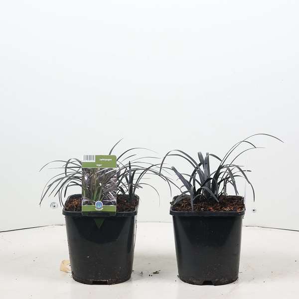 Picture of Ophiopogon planiscapus nigrescens