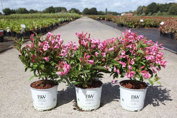 Picture of WEIGELA COLOURTWIST® TWOPINK