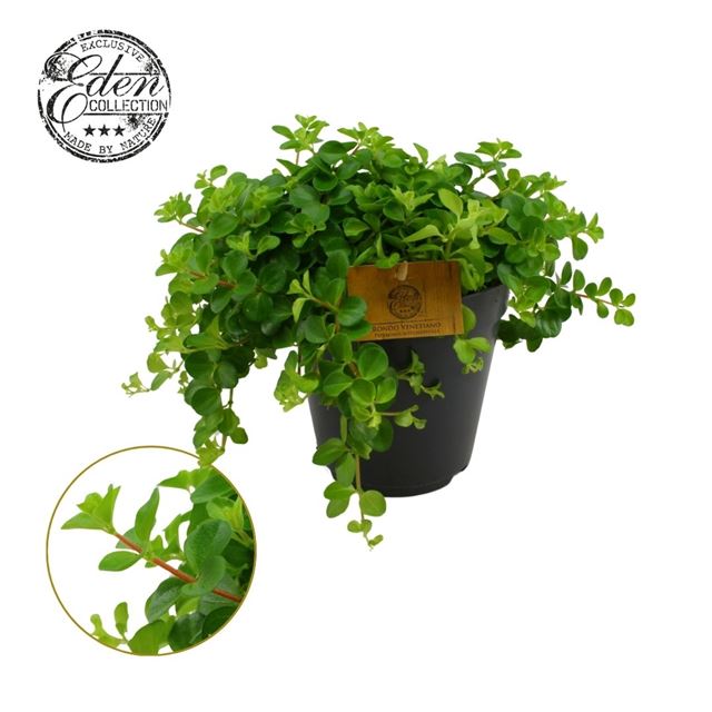 Picture of Peperomia rotundifolia