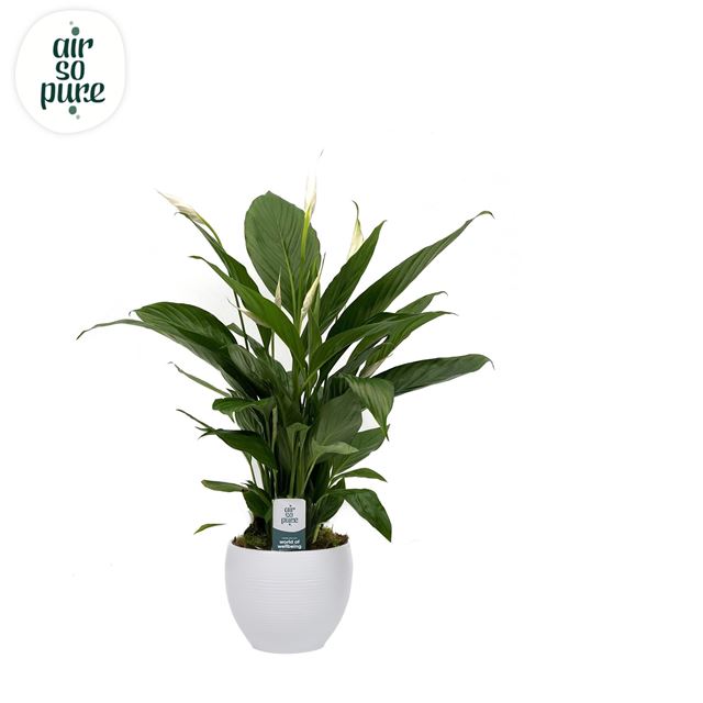Picture of SPATHIPHYLLUM BINGO CUPIDO IN WHITE CERAMIC