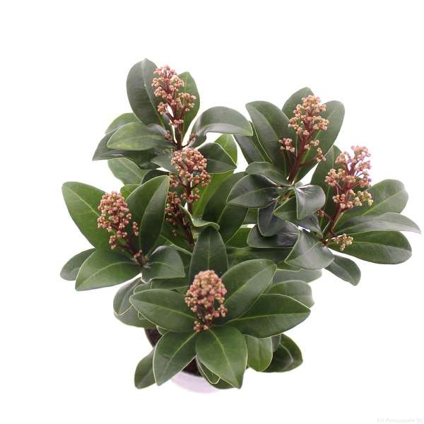Picture of Skimmia japonica celebrations 05 fl