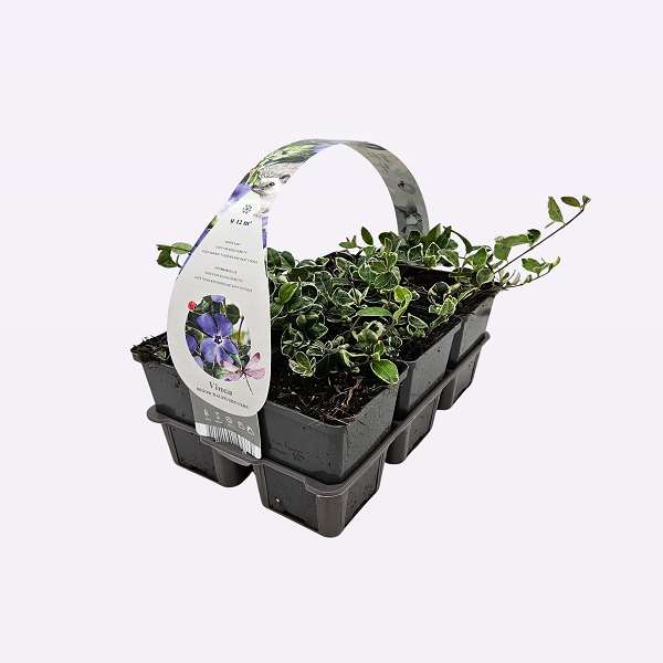 Picture of VINCA MINOR RALPH SHUGERT