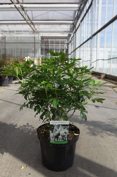 Picture of CHOISYA TERNATA