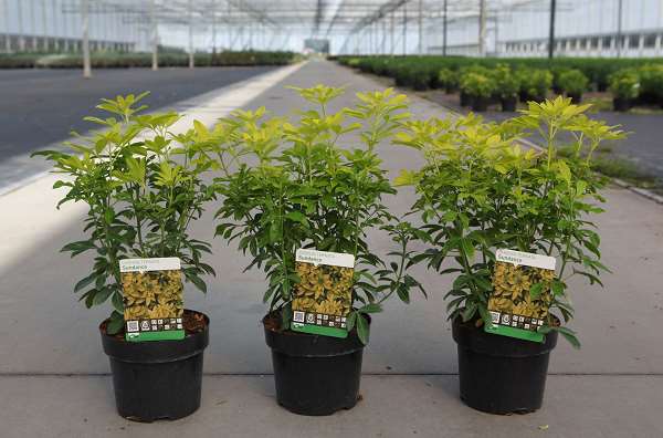 Picture of CHOISYA TERNATA SUNDANCE