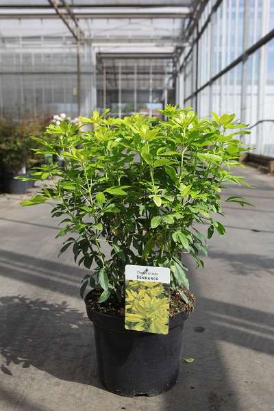 Picture of CHOISYA TERNATA SUNDANCE