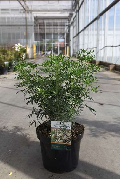 Picture of CHOISYA TERNATA WHITE DAZZLER
